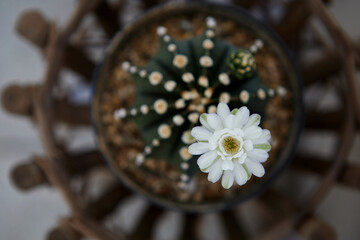 Close-up view of cactus flower in potted plant