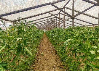 Rural vegetables agriculture in south of Romania , indoor tomatoes cultivating in greenhouse , organic farming