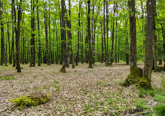 Temperate climate deciduous forest in Romania , Eastern Europe , at late spring and early summer , trees with green leafs and foliage on the ground