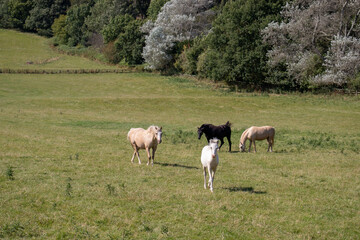Naklejka na ściany i meble Horses in the summertime meadow.