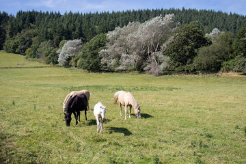 horses in the summertime meadow.