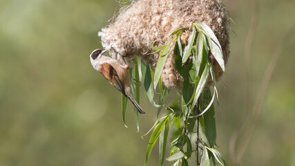bird on a tree