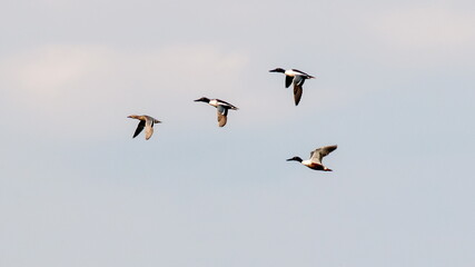 geese in flight