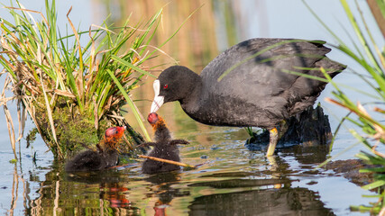 red winged blackbird