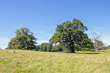 Oak tree meadow.