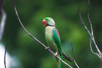 Close-up of Wild Bird: Perched Colorful Wild Parrot in Sri Lanka