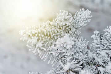 Picturesque Frosty Spruce Branches Outdoor With Snowy Winter Nature Forest Landscape and Sunrise Sunny, Scenic Snowfall Background.