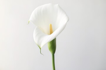 White calla lily flower isolated on white background, soft edges and blurred details
