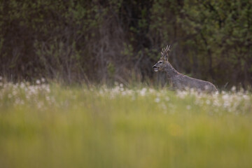 Roebuck - buck (Capreolus capreolus) Roe deer - goat