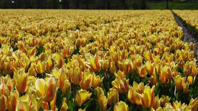 Yellow tulip field in Holland, Netherlands. Yellow and red tulips Double Monsella. beautiful flowers animated background