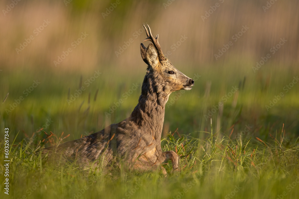 Sticker roebuck - buck (capreolus capreolus) roe deer - goat