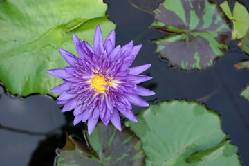 Violet lotus blooming in the pond