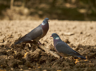 Wood pigeon on forest floor