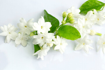 Naklejka na ściany i meble Arabian jasmine or White mogra or Jasminum sambac flower Buds.