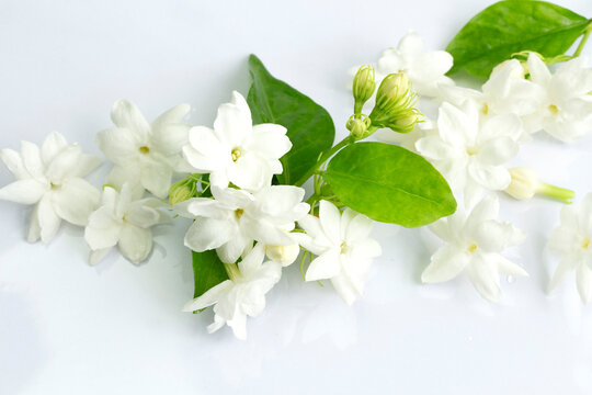 Arabian jasmine or White mogra or Jasminum sambac flower Buds.