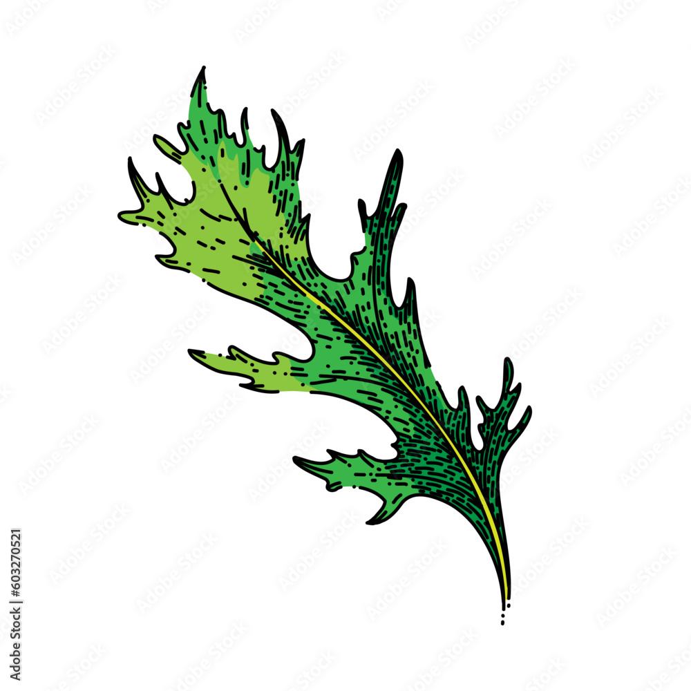 Sticker argula green salad hand drawn. fresh vegetable, vegetarian healthy, food plant, leaf organic, rucola rocket argula green salad vector sketch. isolated color illustration