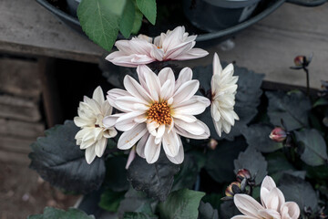 white and black flower, nacka,sweden,sverige,stockholm