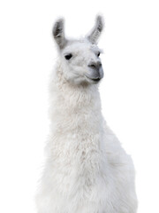 lama portrait isolated on white background