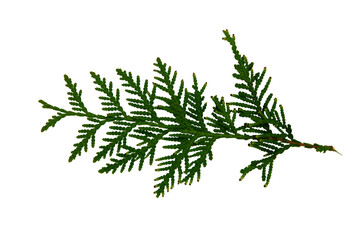 Thuja branches with seeds on the tops of the shoots horizontally. Isolated on a white background. Propagation concept in horticulture