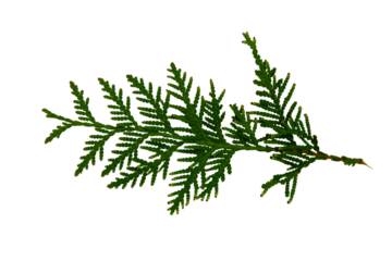 Thuja branches with seeds on the tops of the shoots horizontally. Isolated on a white background. Propagation concept in horticulture