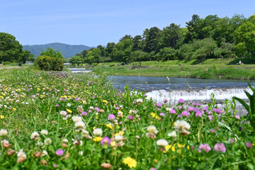 Fototapeta na wymiar 野草の花咲く5月の京都市賀茂川の風景