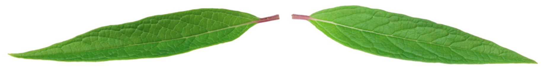 Fresh sesame leaves isolated on the white background.