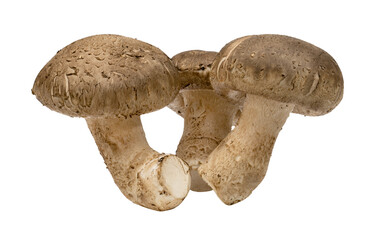 Shiitake mushrooms isolated.