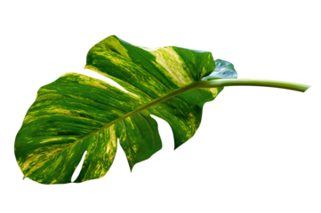 green leaves pattern of Epipremnum aureum foliage isolated. leaf exotic tropical, Devil's ivy, Golden pothos