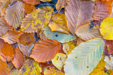 Texture of colorful autumn leaves on the water surface. Picturesque natural autumn background.