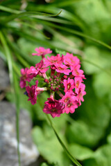 Japanese Primrose Millers Crimson flowers