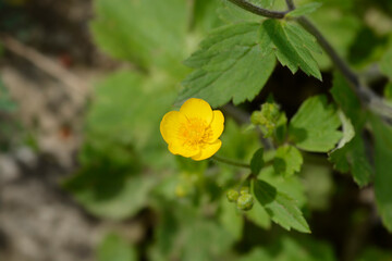 Wooly buttercup flower