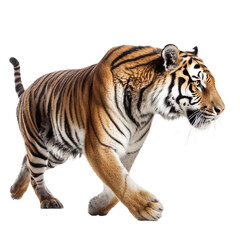 Fototapeta na wymiar side view of animal tiger running on transparent background, Generative Ai