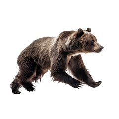 Obraz premium side view of animal bear running on transparent background, Generative Ai