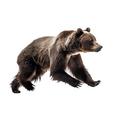 Fototapeta premium side view of animal bear running on transparent background, Generative Ai