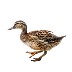side view of animal duck running on transparent background, Generative Ai
