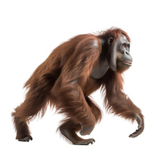 side view of animal orangutan running on transparent background, Generative Ai