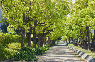 初夏の新緑と静かな都市の町並み