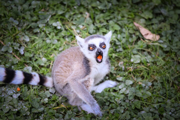 Obraz premium Lemur Kata is eating fruit, whitch he found on the floor.