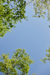 綺麗な青空と初夏の新緑の森の風景