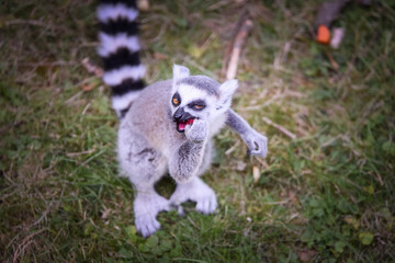Lemur Kata is eating fruit, whitch he found on the floor.