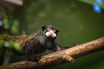 marmoset is sitting on the branch on the tree in his habitat.