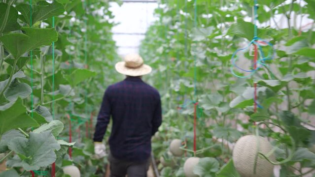 Back view of young Asia man farmer wear plastic glove walking in the greenhouse melon farm checking the quality of melon with smile. Agricultural fresh organic farm and Cultivation in the city.