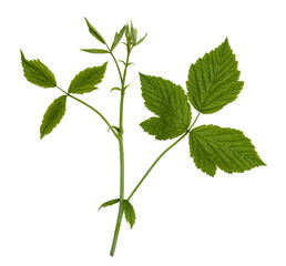 Fresh green leaves branch isolated on white background