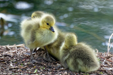 bernache du canada - poussin  