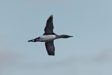 Black-throated loon, arctic loon or black-throated diver (Gavia arctica) flying in the sky in spring.