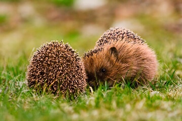 European hedgehogs (Erinaceus europaeus) fighting in the garden in spring.