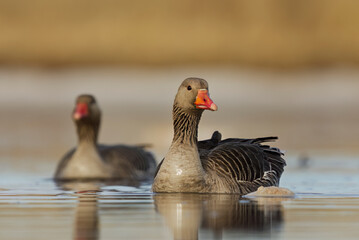 Greylag goose or graylag goose (Anser anser) pair swimming in the river in spring.	
