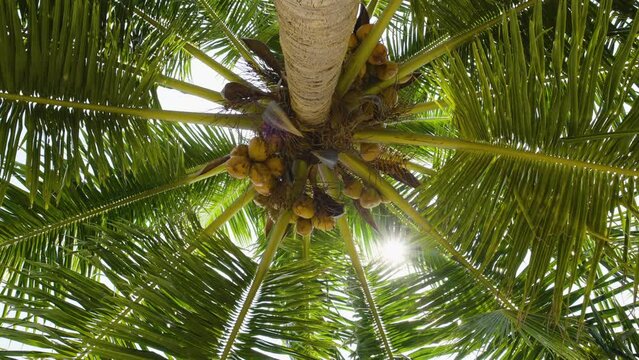 Wide shot Coconut trees upward looks sky sun rays and Sunlight hits the coconut tree on a sunny day. 