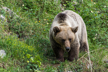 Un oso pardo en la naturaleza 