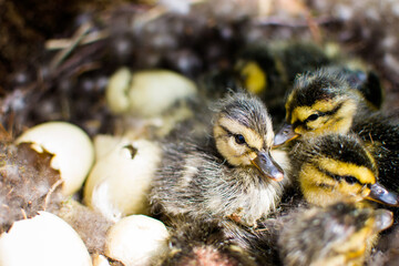 wild mallard duck, mallard duck nest, birth of chicks, hatching of ducklings, duck family, little...